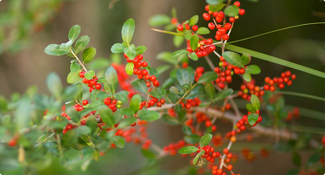 Xeriscape Landscaping in The Dominion San Antonio: Traditional Aesthetics with Lower Water Use